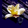 Hemlock fragrance still life with white orchid on dark stems