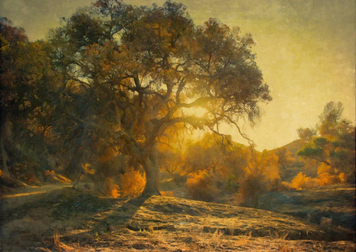 Scents of Wood