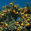 An Orange Oudsicle from Aromas de Salazar fills the air with a gentle fragrance against a clear blue sky.