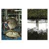 Narcissus perfume booklet photo spread: factory processing and close-up of plants
