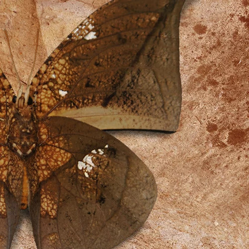 Close-up image of a brown Ikiryo Anaea Archidona with camouflage wings resembling a dried leaf, blending in against a textured brown background.