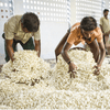 Workers hand-gather jasmine sambac blossoms into large piles