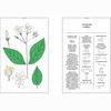 Jasmine sambac botanical illustration and chemistry page with labeled structures